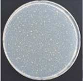 NISSHA-非抗菌加工品_黄色ブドウ球菌