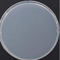 NISSHA-HC付き抗菌_黄色ブドウ球菌